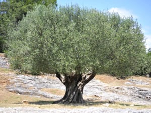 Olive trees growing in the Luberon region visited during a Provence cultural tour