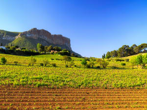 Sunlit vineyards near Cassis visited during a Provence wine and coastal day trip