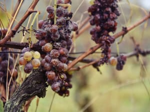  Close view of botrytised Sauternes grapes on the vine in autumn