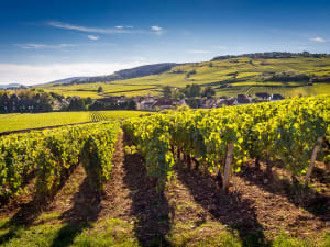 Sunlit rows of vines in Meursault with the village and hills of Côte de Beaune in the background under a clear blue sky