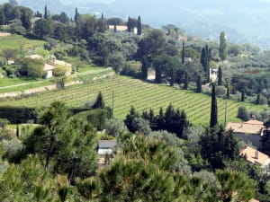Terraced Bandol vineyards overlooking the Mediterranean Sea