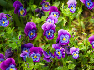 Colorful flower beds in Monet’s Clos Normand garden