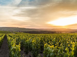 Rolling vineyards in the Champagne region France