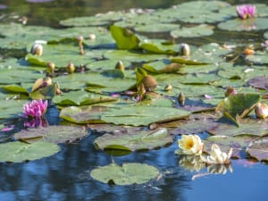 Water lilies floating on Monet’s pond in Giverny