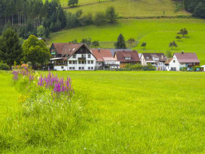Freiburg & Black Forest Trip from Mulhouse (private) - image 4