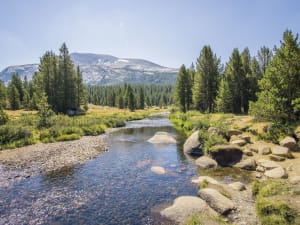 Crystal clear mountain stream flowing through alpine meadow with tall pine trees and snow-capped peak in background