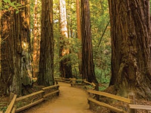 Wooden boardwalk path through a towering old-growth redwood forest with massive ancient trees