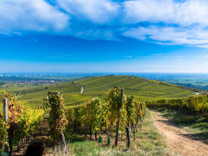 Grands Crus Alsace Wine Tour From Riquewihr (Private) - image 3