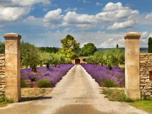 Visitors walking beside lavender fields during a Provence lavender tour from Aix-en-Provence