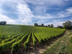 Loire Valley Wine Tour Full Day Trip from Tours (private) - image 3