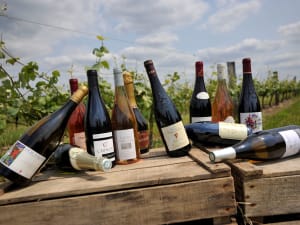 Loire Valley Wine Tour Full Day Trip from Tours (private) - image 4