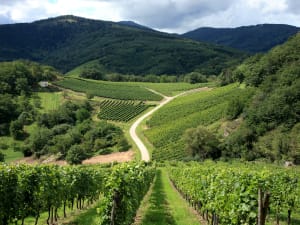 Vineyard rows near Colmar along the Alsace Wine Route during half-day tour