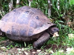 9-Day Colonial Quito & Galapagos Island Hopping - image 3