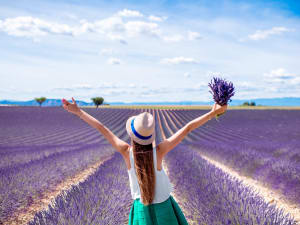 Tourist walking through vibrant purple lavender field rows during peak bloom season on Valensole Plateau Provence France
