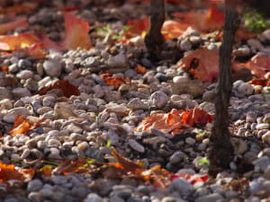 Rows of grapevines growing in gravelly soil in Graves wine region near Bordeaux