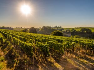 Golden sunrise over Saint-Émilion vineyard with historic château estate in Bordeaux wine region