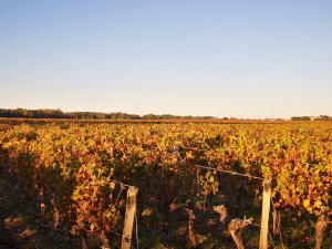  Golden sunset over Margaux appellation vineyards on Left Bank gravel soils near Château Durfort-Vivens