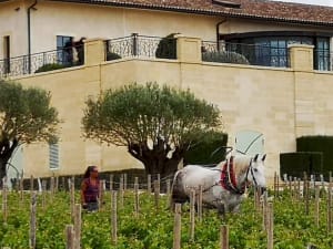 Traditional horse-drawn vineyard cultivation at Saint-Émilion Grand Cru Classé estate with modern winery building