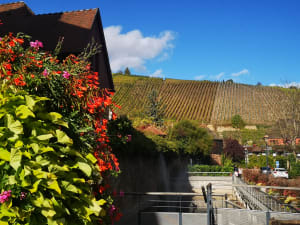 Flower‑covered house with vineyard hillside in the background in Alsace