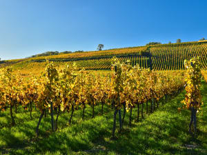 Sunlit rows of golden vines on a hillside vineyard in Alsace