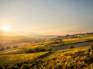 Sun setting over rolling vineyard hills in the Baden wine region