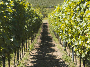Straight rows of green vines with fields and trees in the Baden valley below