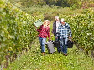 Winegrowers carrying harvest baskets through rows of vines in a Cahors vineyard