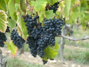 Ripe clusters of dark Malbec grapes growing on vines in the Cahors wine region