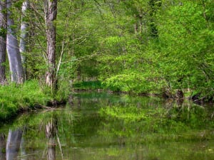 Calm, tree-lined canal surrounded by lush woodland in the Marais Poitevin, France.