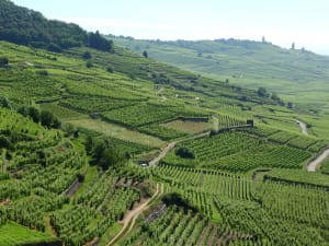Steep Alsace vineyard with stone terraces and a village in the background