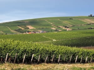 Vineyards in the Vouvray wine region near Tours