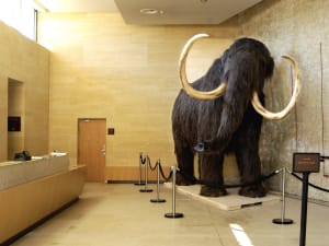 Prehistoric artifacts and tools displayed at the National Museum of Prehistory in Les Eyzies