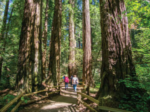 Three hikers walking on a wooden boardwalk through a towering old-growth redwood forest with massive ancient trees