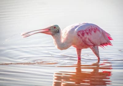 Everglades National Park Institute image 3