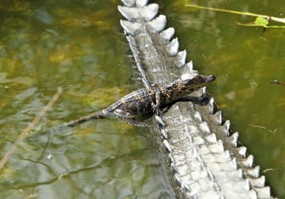 Everglades National Park Institute image 1