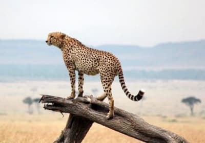 Rosolo Safaris image 2