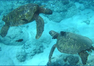 Tour Hawaii image 1