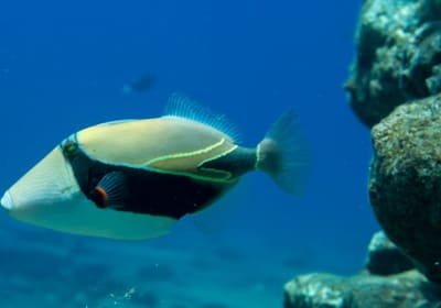 Tour Hawaii image 1