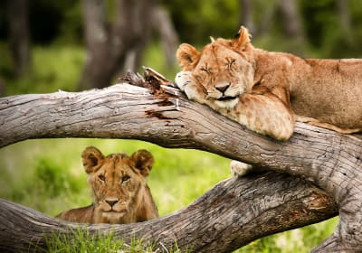 Rosolo Safaris image 3