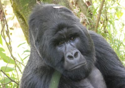 Saso Uganda Safaris image 2