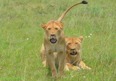 Samson's Safaris image 3