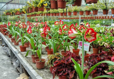 Ivy Holidays image 1