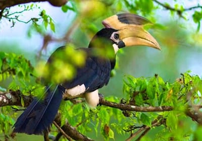 Lakpura LLC (Balapitiya) image 1