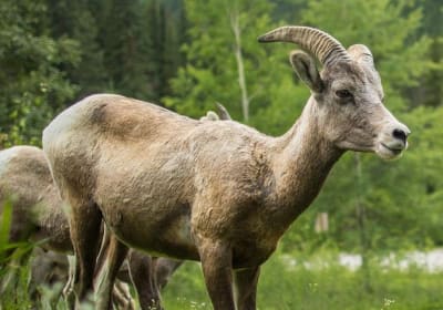 Discover Banff Tours image 3