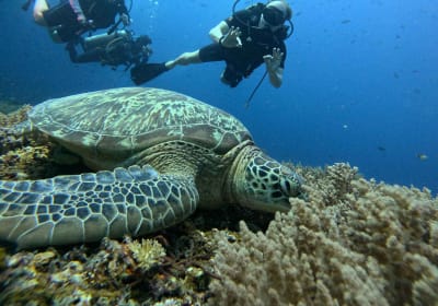 Dreamchasers Diving image 1