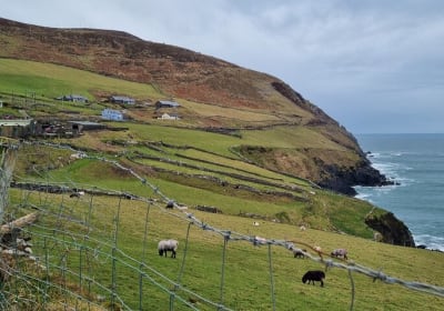 Dingle Guide image 1