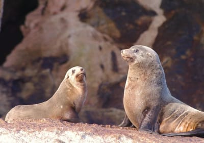 Maria Island Cruises image 2