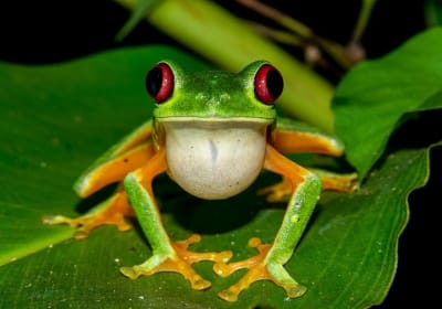 Jade Tours Manuel Antonio image 2