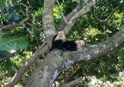 Go Tours Costa Rica image 2