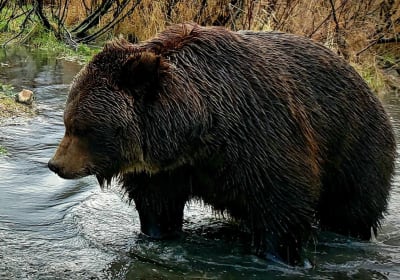 PicTours Alaska, Inc. image 2